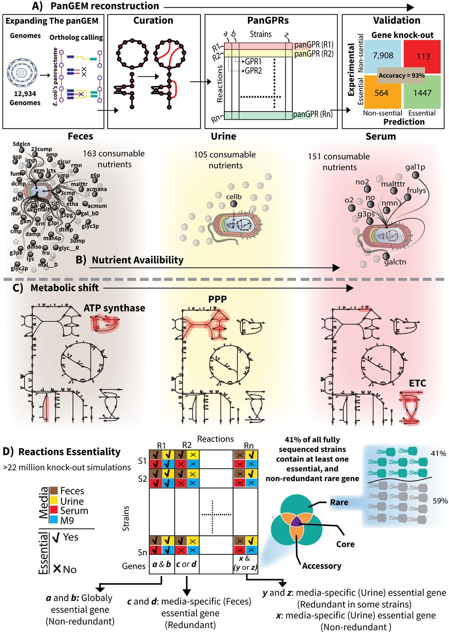 Four-panel figure: panGEM reconstruction across 12,934 genomes with panGPRs and gene-knockout validation at 93 percent accuracy; nutrient availability in feces, urine and serum media; the resulting metabolic shifts on flux maps; and a reaction essentiality matrix showing that 41 percent of strains carry at least one essential non-redundant rare gene.