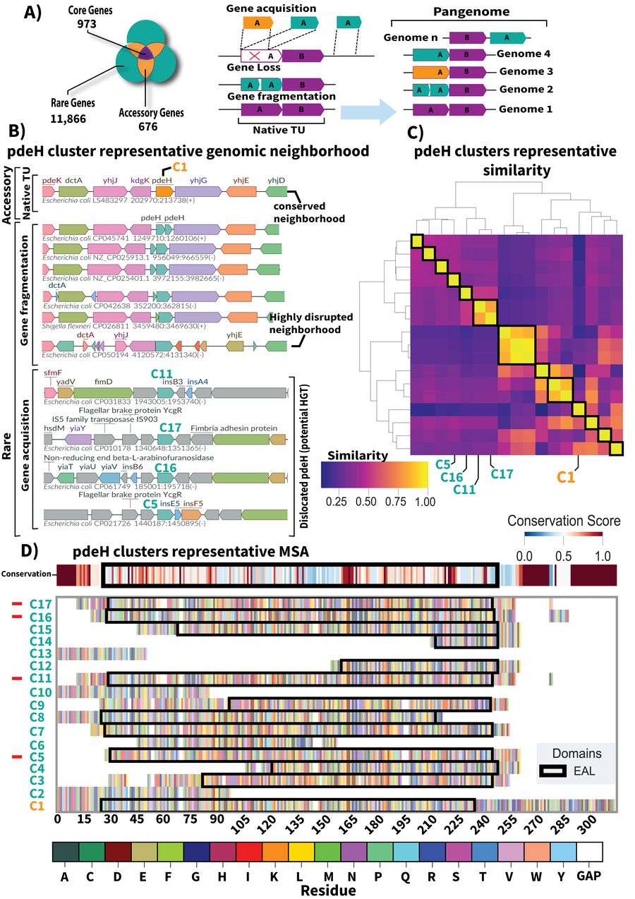 Four-panel figure: pangenome gene classes (core, accessory, rare) and the gene acquisition, loss and fragmentation events that generate them; the pdeH cluster genomic neighborhood across strains; a cluster similarity heatmap with dendrogram; and a multiple sequence alignment of pdeH clusters showing the EAL domain.